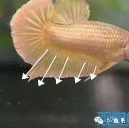 彩鳍短鲷_彩鳍鱼食谱_紫鳍公主短鲷