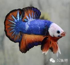 彩鳍短鲷_彩鳍鱼食谱_紫鳍公主短鲷