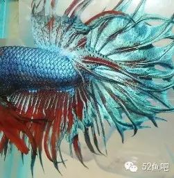 彩鳍短鲷_彩鳍鱼食谱_紫鳍公主短鲷