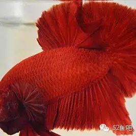 彩鳍鱼食谱_紫鳍公主短鲷_彩鳍短鲷