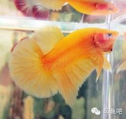 彩鳍鱼食谱_紫鳍公主短鲷_彩鳍短鲷
