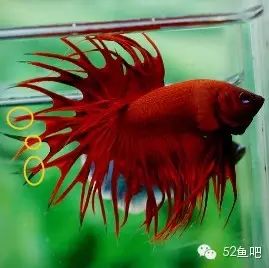 彩鳍短鲷_彩鳍鱼食谱_紫鳍公主短鲷