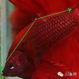 彩鳍鱼食谱_彩鳍短鲷_紫鳍公主短鲷