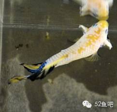 彩鳍鱼食谱_紫鳍公主短鲷_彩鳍短鲷