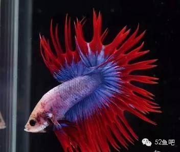 彩鳍鱼食谱_紫鳍公主短鲷_彩鳍短鲷