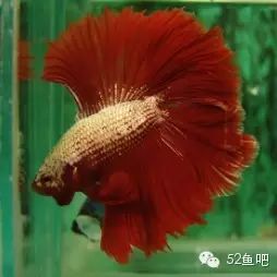 紫鳍公主短鲷_彩鳍鱼食谱_彩鳍短鲷