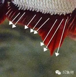 彩鳍短鲷_彩鳍鱼食谱_紫鳍公主短鲷