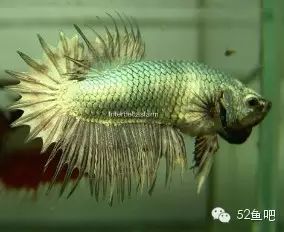 彩鳍鱼食谱_彩鳍短鲷_紫鳍公主短鲷