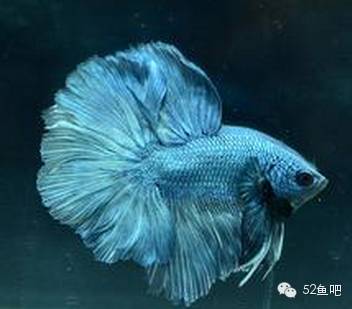 彩鳍鱼食谱_紫鳍公主短鲷_彩鳍短鲷