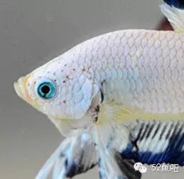 彩鳍短鲷_紫鳍公主短鲷_彩鳍鱼食谱