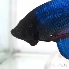 彩鳍短鲷_彩鳍鱼食谱_紫鳍公主短鲷
