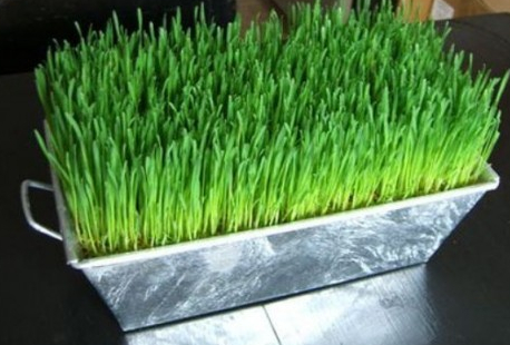 自然美色点缀空间 适合室内摆放的花草