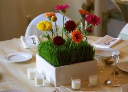 自然美色点缀空间 适合室内摆放的花草