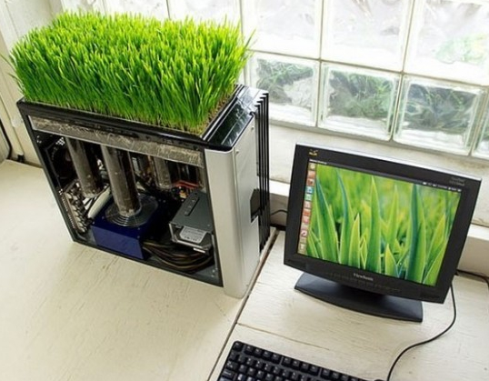 自然美色点缀空间 适合室内摆放的花草