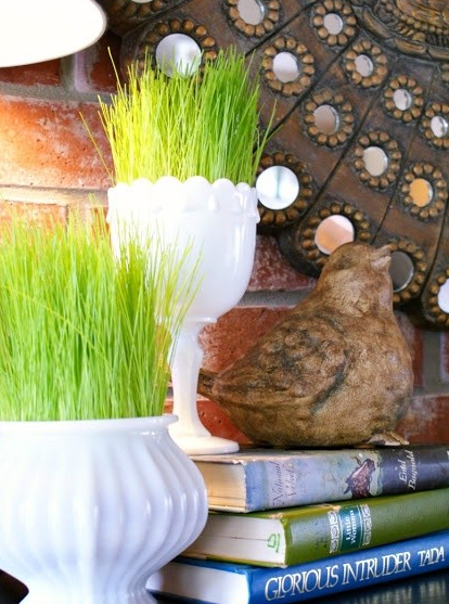 自然美色点缀空间 适合室内摆放的花草