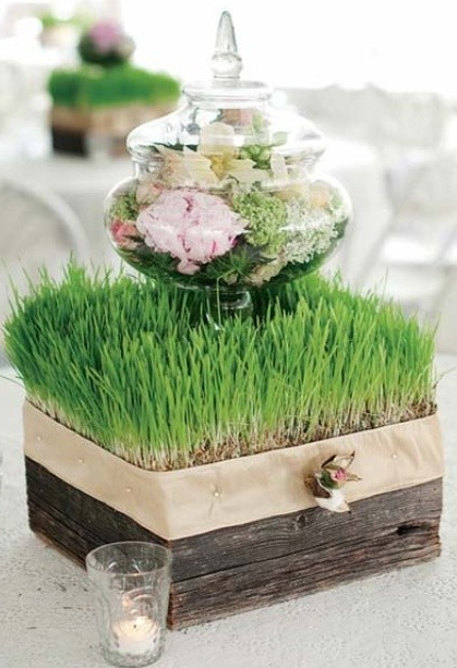 自然美色点缀空间 适合室内摆放的花草