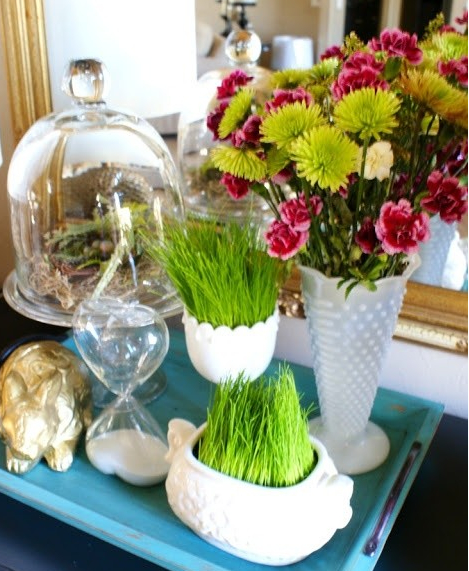 自然美色点缀空间 适合室内摆放的花草