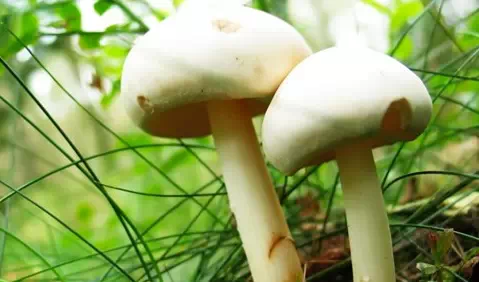 最不靠谱养生传言223 / 作者:美丽的梦花 / 帖子ID:107592 最不靠谱养生传言223 / 作者:美丽的梦花 / 帖子ID:107592