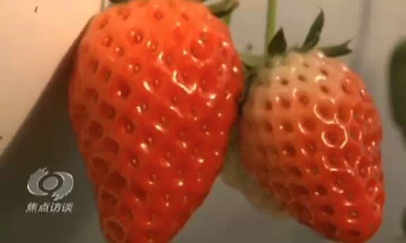 草莓大量打药毒死蜜蜂？又是假的963 / 作者:奇葩处处有 / 帖子ID:111730