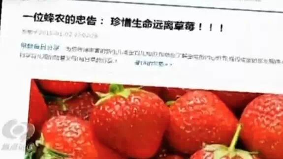 草莓大量打药毒死蜜蜂？又是假的441 / 作者:奇葩处处有 / 帖子ID:111730