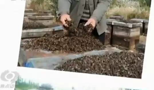 草莓大量打药毒死蜜蜂？又是假的251 / 作者:奇葩处处有 / 帖子ID:111730