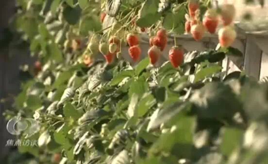 草莓大量打药毒死蜜蜂？又是假的394 / 作者:奇葩处处有 / 帖子ID:111730