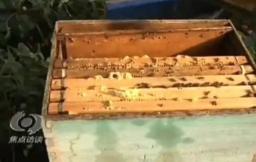 草莓大量打药毒死蜜蜂？又是假的758 / 作者:奇葩处处有 / 帖子ID:111730