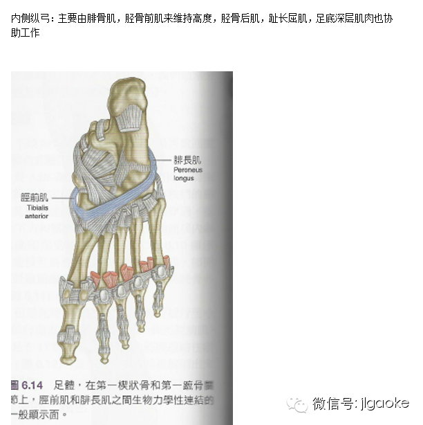 走路时的足踝和小腿功能-第2张图片-体能网