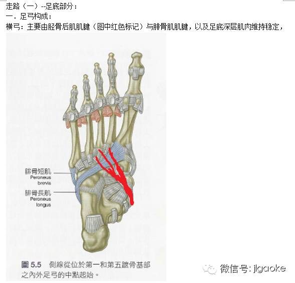 走路时的足踝和小腿功能-第1张图片-体能网