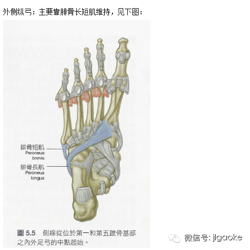 走路时的足踝和小腿功能-第3张图片-体能网
