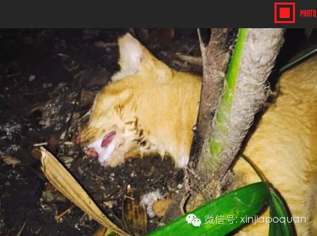 白沙野猫口吐白沫死,无聊者在猫饲料下毒?