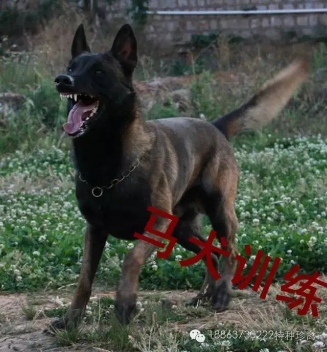 格力犬价格吉林