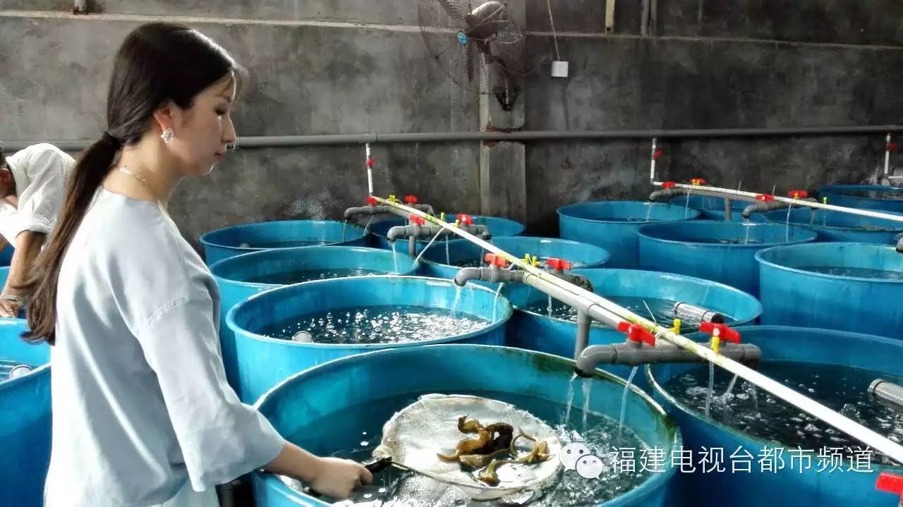 人工养殖海马是有讲究的,并不是把所有的海马扔在一个池子里任凭
