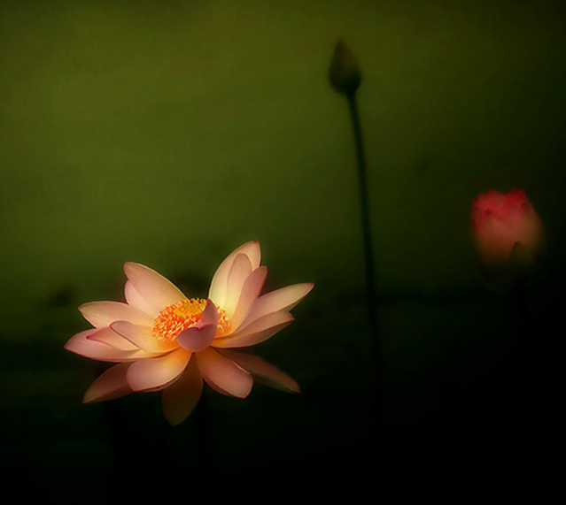 莲花在佛教中的喻义