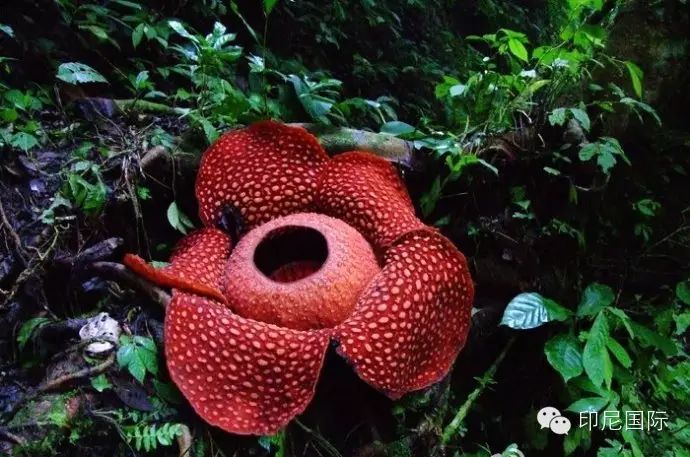印尼热带森林探寻神奇食虫花