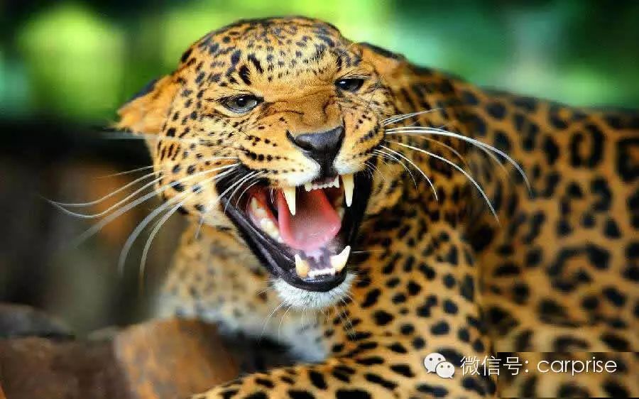 捷豹(JAGUAR)是英国轿车名品,商标为一只正在跳跃前扑的"美洲豹"雕塑,矫健勇猛,形神兼备,具有时代感与视觉冲击力,它既代表了公司的名称,又表现出向前奔驰的力量与速度,象征该车如美洲豹一样驰骋于世界各地。
