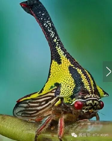 奇葩世间生物有哪些_奇葩生物大百科_世间奇葩生物