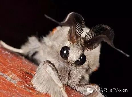 奇葩世间生物有哪些_世间奇葩生物_奇葩生物大百科