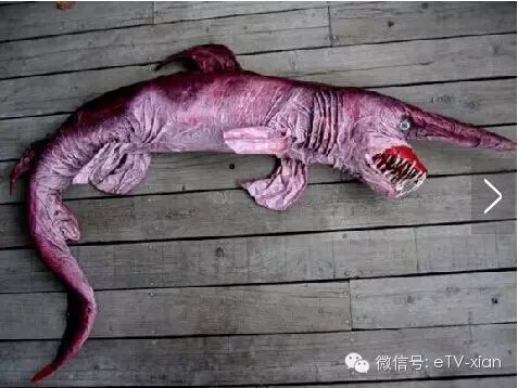 世间奇葩生物_奇葩世间生物有哪些_奇葩生物大百科