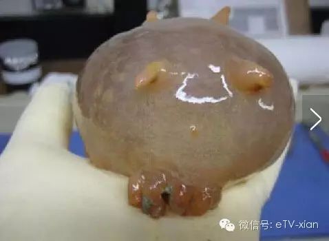 奇葩生物大百科_世间奇葩生物_奇葩世间生物有哪些