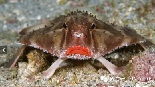 世间奇葩生物_奇葩世间生物有哪些_奇葩生物大百科