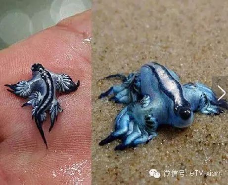 奇葩生物大百科_世间奇葩生物_奇葩世间生物有哪些