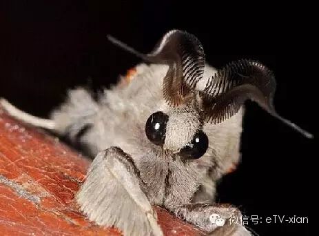 奇葩世间生物有哪些_奇葩生物大百科_世间奇葩生物