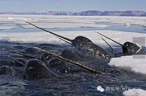 奇葩生物大百科_奇葩世间生物有哪些_世间奇葩生物