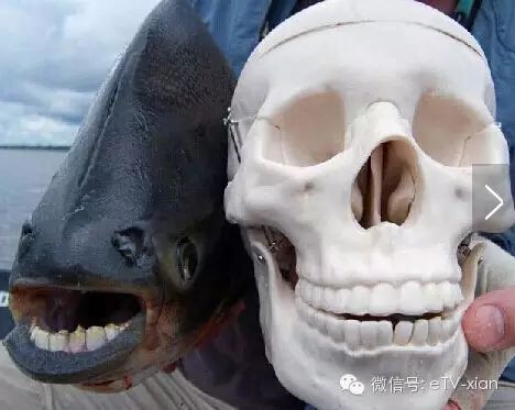 奇葩世间生物有哪些_奇葩生物大百科_世间奇葩生物
