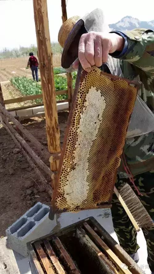 蜂农现场从蜂箱取蜜