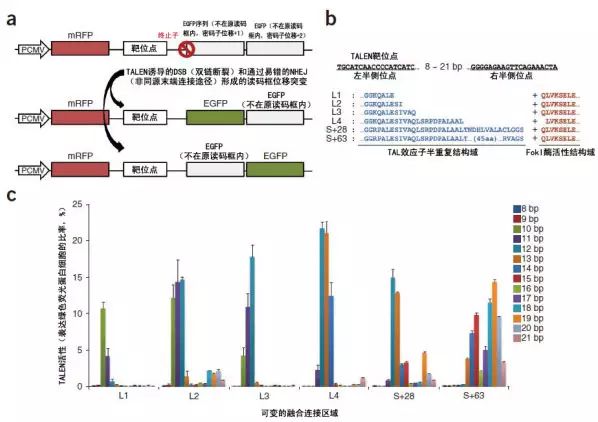 新一代位点特异性基因组工程学利器 Talen Zfn以及crispr Cas 海口钻戒价格联盟