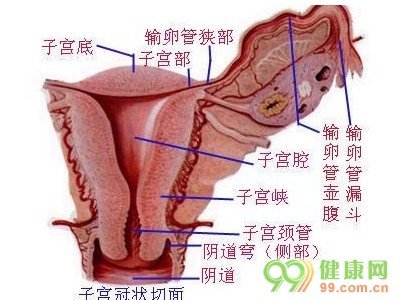 子宫肌瘤不可割割了结果很严重