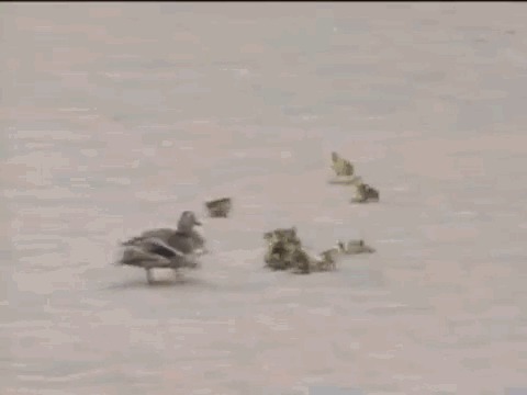 5,再牛b的雄狮,在格尔木,也被吹成了狗～ 6,格尔木今天风太大了,街上