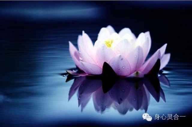 生命轮回,莲花开落